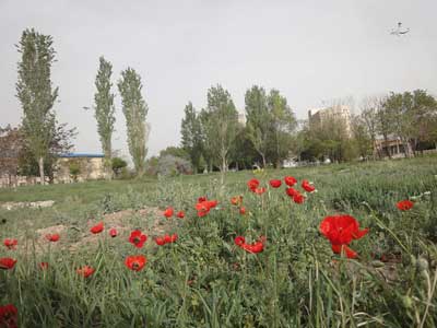 باغ کوچه حسن